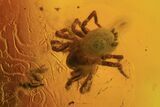 Two Fossil Spiders (Aranea) In Baltic Amber #105466-3